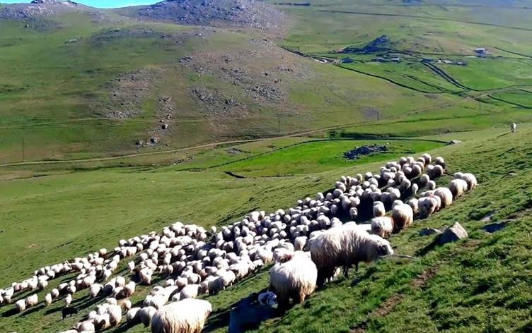 Şivan û cotkar bi nav hev ketin: 42 kuştî