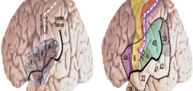 دروستبوونی هاوسۆزی
