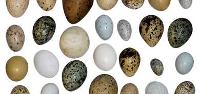 دراسة: نوع من بيض الدجاج لا يرفع الكوليسترول؟!