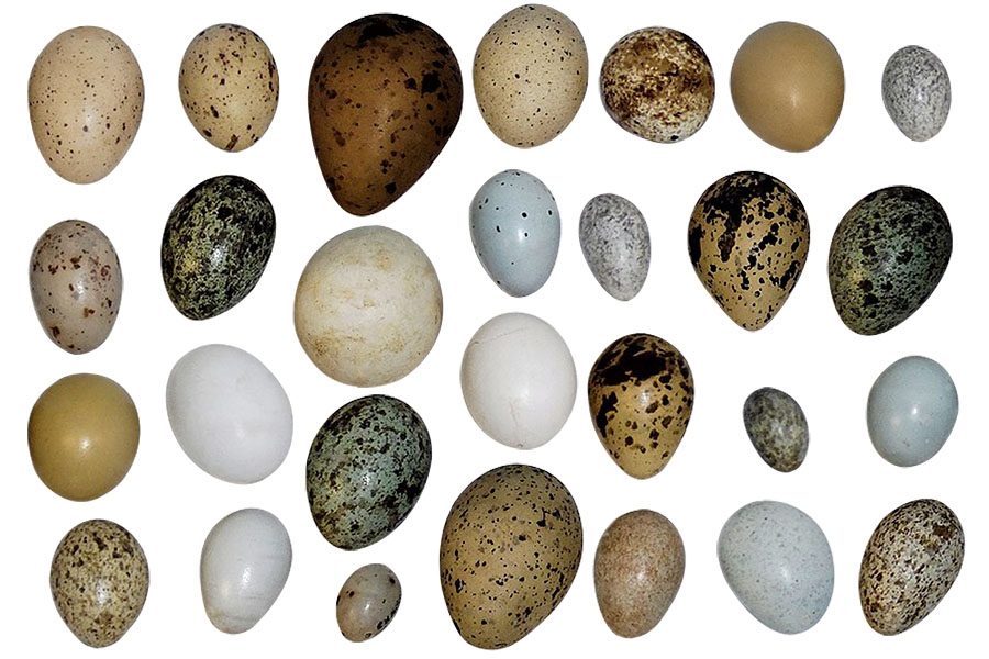 دراسة: نوع من بيض الدجاج لا يرفع الكوليسترول؟!