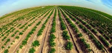 زراعة إقليم كوردستان: أعددنا خطة محكمة لاستلام القمح من المزارعين