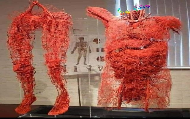 دیمەنە سەیرەكان:تۆڕی ملولەكانی خوێن