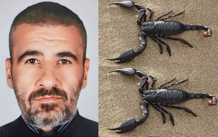 Du dûpişk xwarin û mir