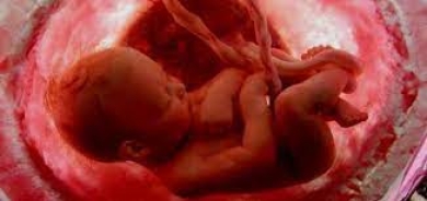 باحثون يكتشفون آليات تحسّن فهم تشكّل الجنين البشري في أولى مراحله