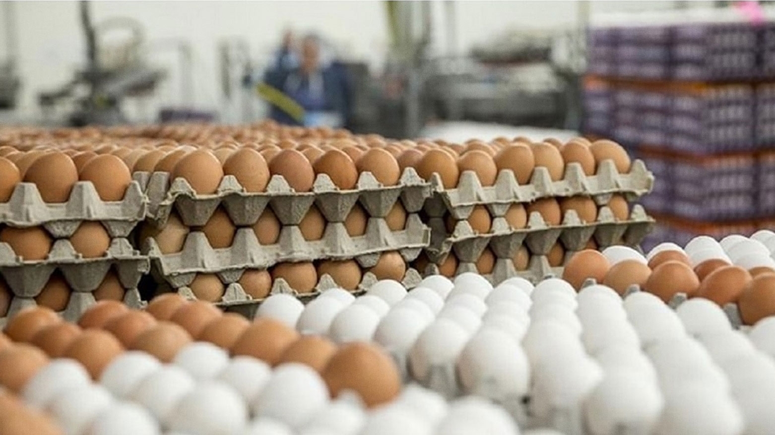 سيد مراد: تُنتِج أربيل نحو 10 آلاف كرتونة بيض يومياً