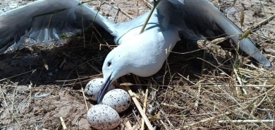 بعد نفوق أعداد من 