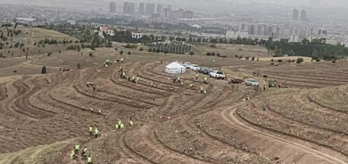 زراعة 20 ألف شجرة زيتون في محيط أربيل