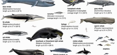 نهێنیی پەرەسەندنی نەهەنگەكان