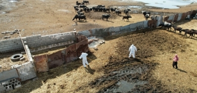 صحة كوردستان: تسجيل إصابتين فقط بالحمى النزفية منذ بداية 2024