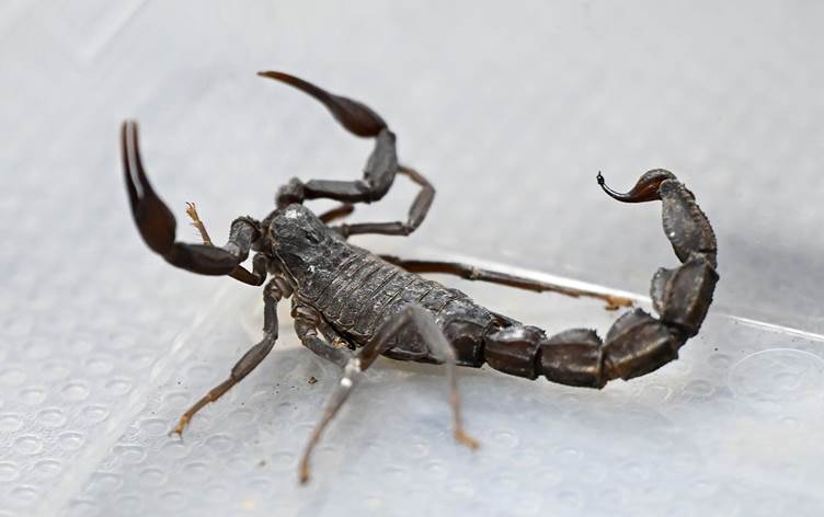 Dûpişkan xwedî dike: Lîtreyeke jehra dûpişkan 10 milyon dolaran tê firotin