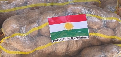 مدير عام زراعة أربيل: سنزيد صادرات البطاطس هذا العام ثلاثة أضعاف