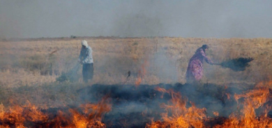 سووتاندنی بەربڵاوی زەوییە کشتوکاڵییەکانی قامیشلۆ لەلایەن سوپای تورکیاوە