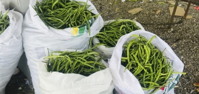 أربيل تصدر 177 طناً من اللوبياء إلى وسط وجنوب العراق في يوم واحد