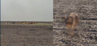 Li Helebceyê 300 serî pez şewitî