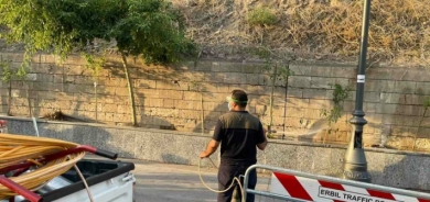 ظهور نوع مختلف من النمل حول قلعة أربيل.. والصحة تتدخل