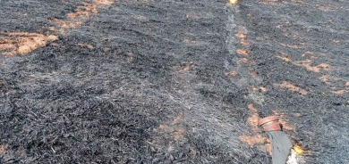 MÊRDÎN - Bi hezaran donim zeviyên genim şewitîn