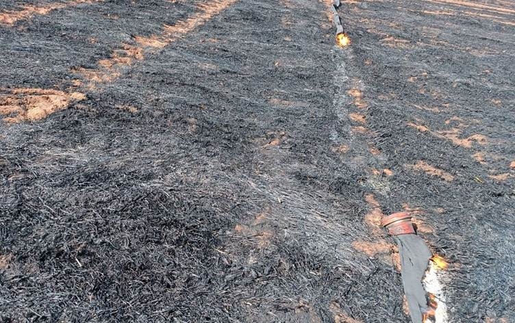 MÊRDÎN - Bi hezaran donim zeviyên genim şewitîn