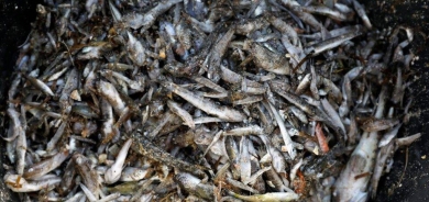 إضافة بسيطة للنظام الغذائي قد تساعد النساء على العيش لفترة أطول