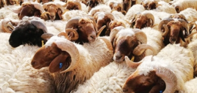 ذبح 1028 أضحية في مسلخ أربيل خلال أيام العيد الأربعة