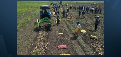 دهوك تنتج صنفاً مميزاً من البطاطا يشهد اقبالاً كبيراً