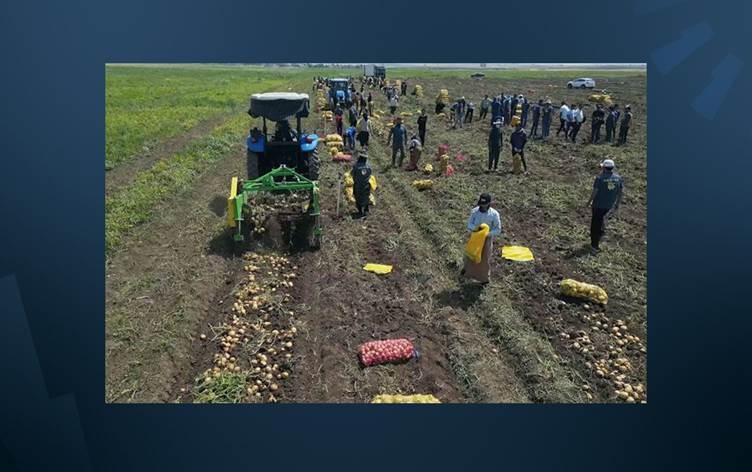 دهوك تنتج صنفاً مميزاً من البطاطا يشهد اقبالاً كبيراً