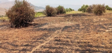 Li Dîlokê şewat: 400 mêw û 200 darên zeytûnan şewitîn