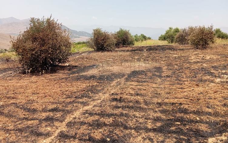 Li Dîlokê şewat: 400 mêw û 200 darên zeytûnan şewitîn