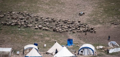 Li zozanên Erziromê 70 hezar serî pez tê xwedîkirin