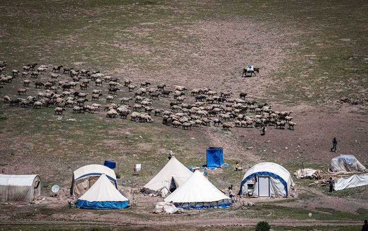 Li zozanên Erziromê 70 hezar serî pez tê xwedîkirin