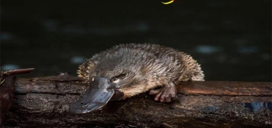 پلاتیپوسەكانی شێوە مراوی