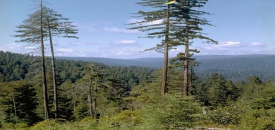 درەختێك هێندەی تاوەری ئیڤل