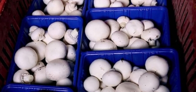 إقليم كوردستان ينتج أكثر من 3 آلاف طن من الفطر سنوياً