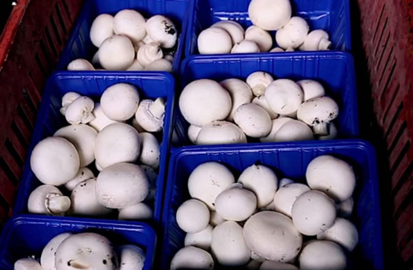 إقليم كوردستان ينتج أكثر من 3 آلاف طن من الفطر سنوياً