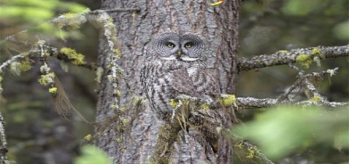دیمەنە سەیرەكان : كوندەپەپووی شاراوە