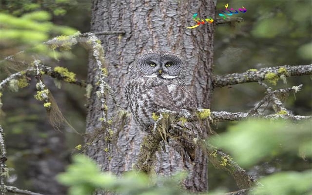 دیمەنە سەیرەكان : كوندەپەپووی شاراوە