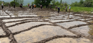 Li Dihokê 21 hezar ton birinc tê berhemanîn