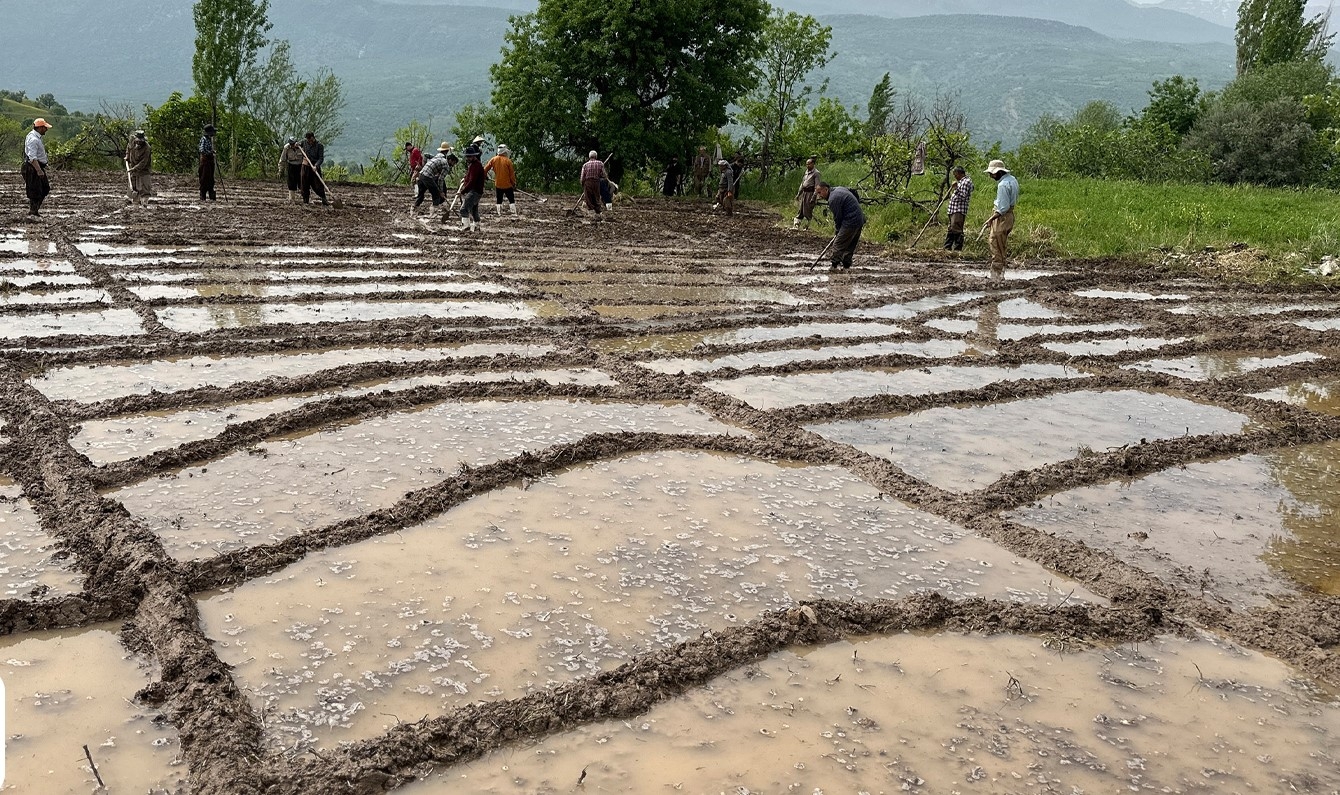 Li Dihokê 21 hezar ton birinc tê berhemanîn