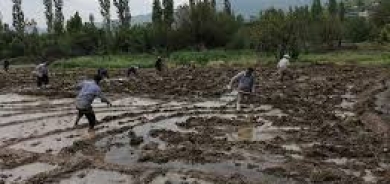 يُصدَّر الى أوروبا وأمريكا.. 