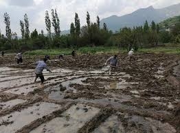 يُصدَّر الى أوروبا وأمريكا.. 