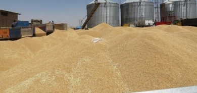 اليوم هو آخر موعد لاستلام القمح من مزارعي كوردستان