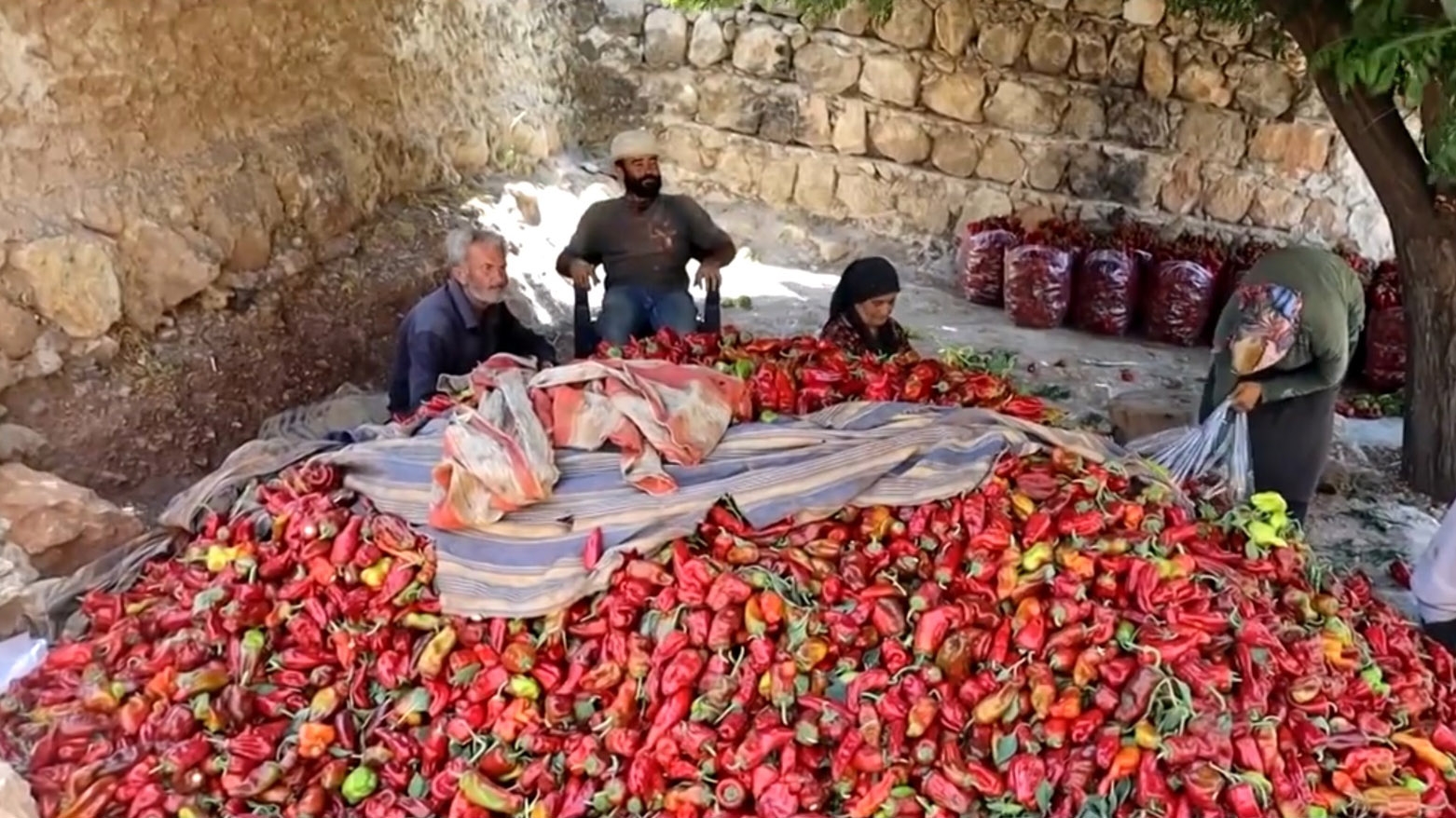 Cotkarên Efrînê bi gilî ne: Rê tune ne ku berhemên me bigihin bazarên derveyî herêmê