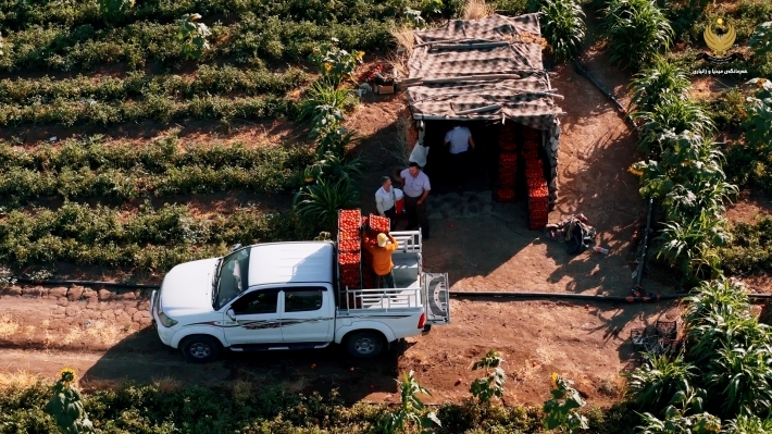 دعم حكومة كوردستان للمزارعين يساهم في زيادة إنتاج المحاصيل الزراعية