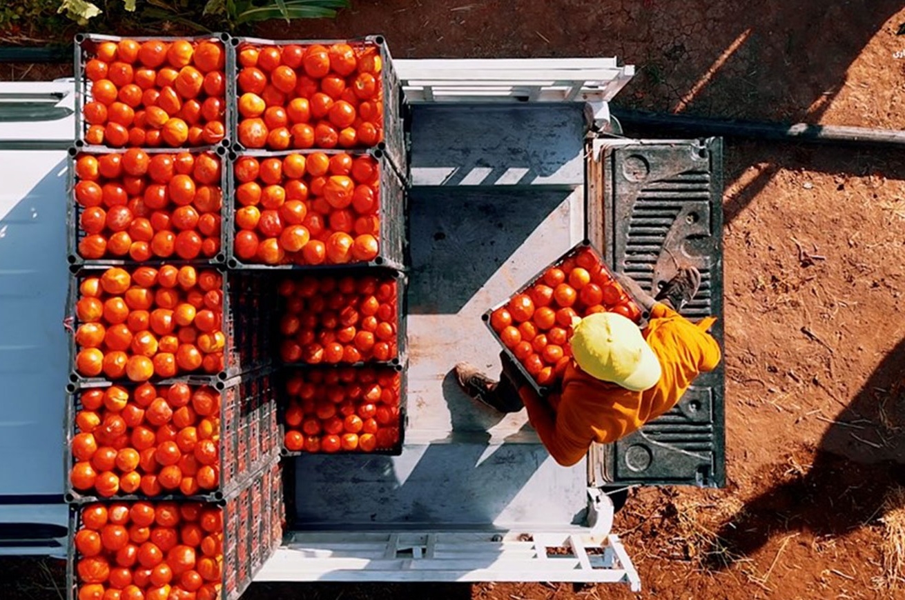 دعم حكومة الإقليم يساهم في ازدياد إنتاج محصول الطماطم