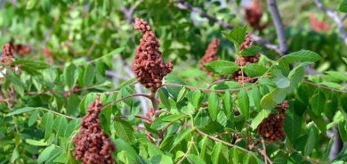 إنتاح 3900 طن من السماق في ئاكرى 