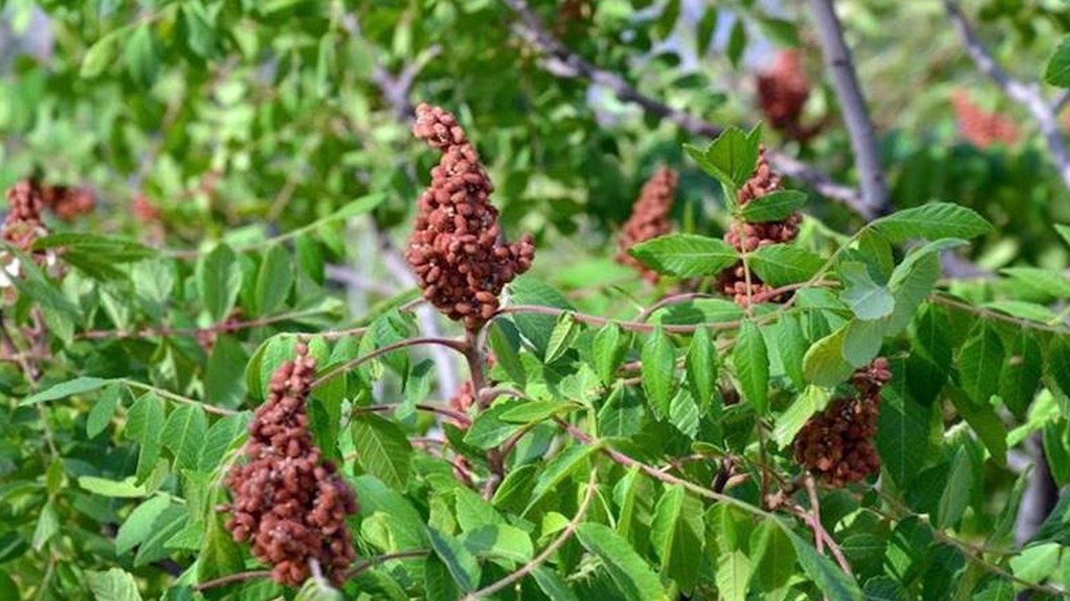 إنتاح 3900 طن من السماق في ئاكرى 