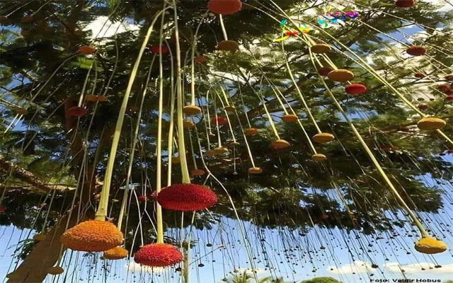 داری هەمیشە سەوز و بنێشتگر