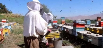 Şerê Tirkiye û PKKê berhemê hingivê îsal bi rêjeya sedî 90 kêm kiriye