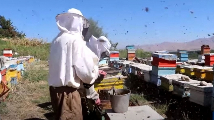 Şerê Tirkiye û PKKê berhemê hingivê îsal bi rêjeya sedî 90 kêm kiriye