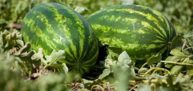 زراعة دهوك: محصول البطيخ الأحمر بلغ أكثر من 21 ألف طن