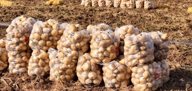 إقليم كوردستان يصدر 600 طن من البطاطا إلى غرب كوردستان